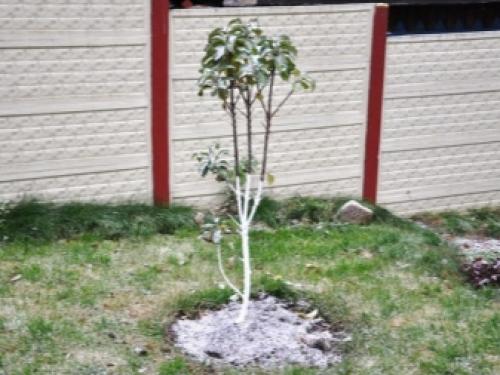 Как обрезать колонновидную яблоню осенью и весной. Как правильно обрезать? 03