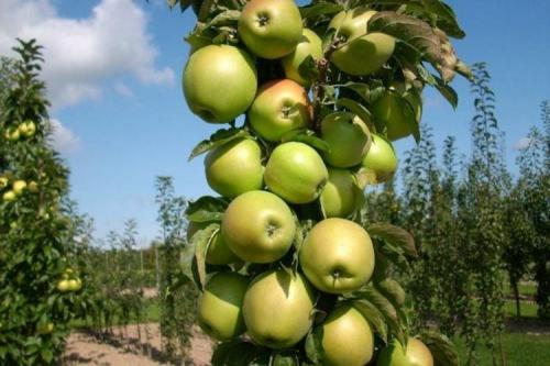 Загущенная колоновидная яблоня. Колоновидная яблоня: сорта, уход и выращивание (фото)