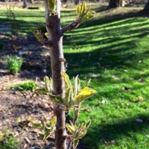 Как обрезать колонновидную яблоню осенью и весной. Как правильно обрезать? 01