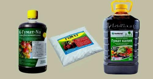 Как обрезать колонновидную яблоню осенью и весной. Как правильно обрезать? 14