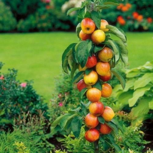 Что будет если не обрезать колоновидную яблоню. Как выглядят колоновидные яблони фото: