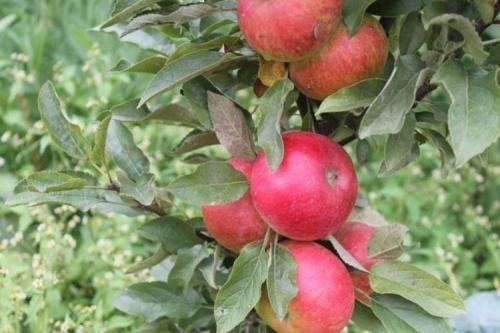 Загущенная колоновидная яблоня. Колоновидная яблоня: сорта, уход и выращивание (фото)