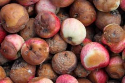 Почему гниют яблоки прямо на яблоне, что делать. Причины, почему на яблоне гниют яблоки. Обоснования от профессионалов