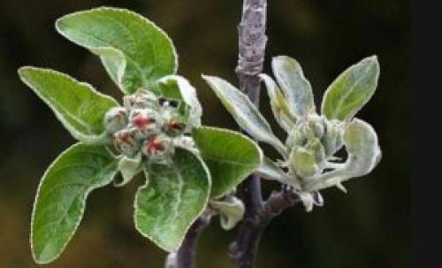 Почему гниют яблоки прямо на яблоне, что делать. Причины, почему на яблоне гниют яблоки. Обоснования от профессионалов