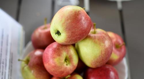 Яблони с дегустационной оценкой 5 баллов. 10 самых вкусных сортов яблок на дегустационном марафоне 03