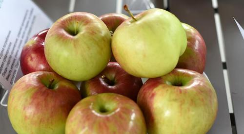 Яблони с дегустационной оценкой 5 баллов. 10 самых вкусных сортов яблок на дегустационном марафоне 02