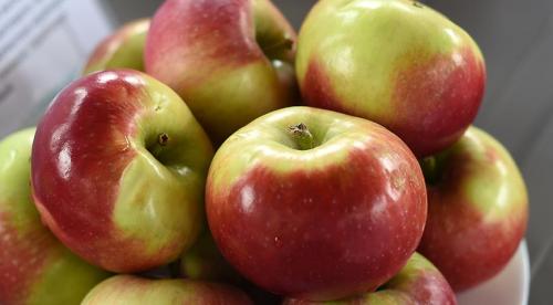 Яблони с дегустационной оценкой 5 баллов. 10 самых вкусных сортов яблок на дегустационном марафоне 01