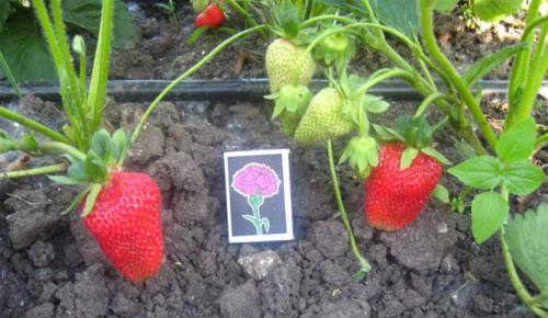 Клубника альбион. Описание и характеристики сорта