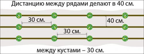 Ирма земляника ремонтантная. Описание сорта клубники Ирма 01