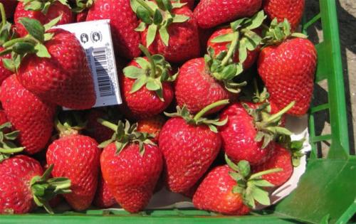 Клубника альбион. Описание и характеристики сорта