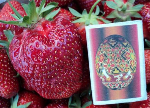 Клубника альбион. Описание и характеристики сорта