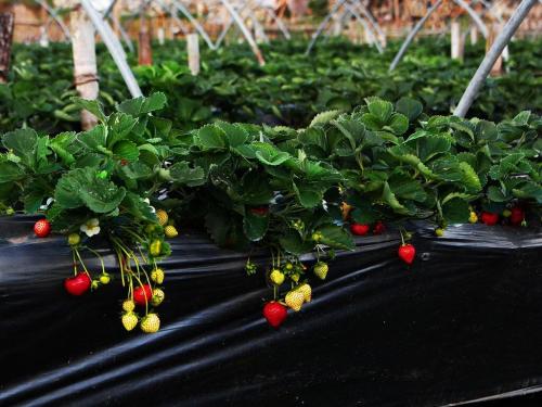 Ирма земляника ремонтантная. Описание сорта клубники Ирма 02