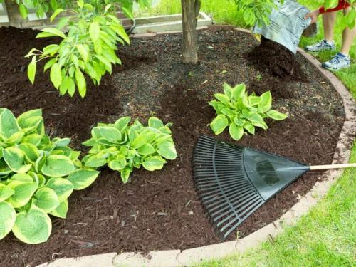 Крупная черешня сорта. Черешня — описание 03