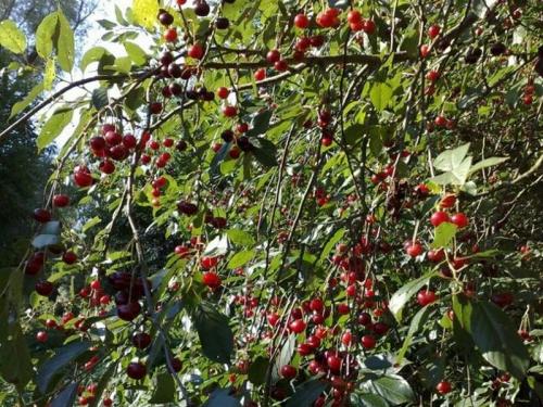 Крупная черешня сорта. Черешня — описание 02