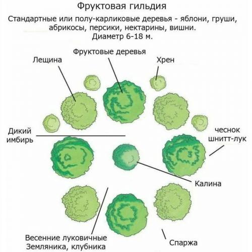 Крупная черешня сорта. Черешня — описание 01
