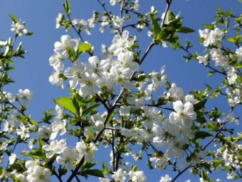 Современные сорта вишни. Низкорослые и карликовые самоплодные вишни