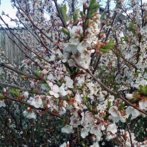 Сорта вишни для Сибири