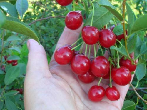 Сорта вишни для Сибири