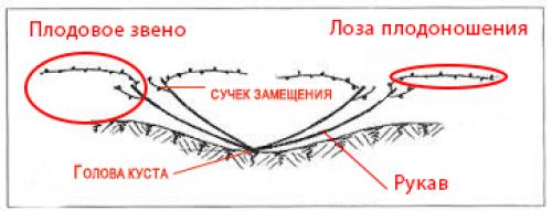Формирование винограда схема самая простая по годам. Веерная многорукавная формировка