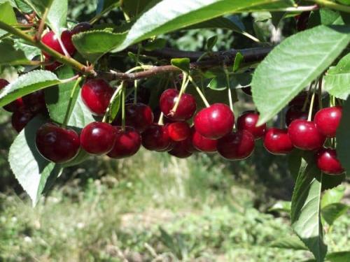 Сорта вишни устойчивые к монилиозу и коккомикозу в подмосковье. Раннего срока созревания