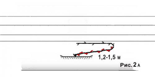 Формирование винограда схема самая простая по годам. Веерная многорукавная формировка