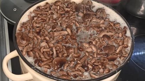 Маринованные опята на зиму – 11 самых вкусных рецептов приготовления