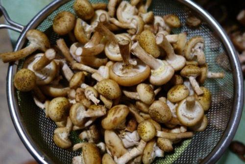 Сколько варить опята перед жаркой. Варись, варись, опенок!