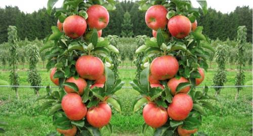 Чем и как правильно подкормить яблоню после сбора урожая. Как правильно и чем подкормить яблони в августе сентябре 10 Чем и как правильно подкормить яблоню после сбора урожая. Как правильно и чем подкормить яблони в августе сентябре 10