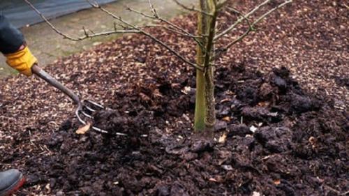 Подкормка вишни осенью. Правила подкормки вишни осенью и подбор лучших удобрений для этих целей