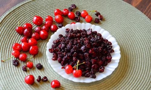 Вишня студенческая: описание сорта и особенности культивирования 06