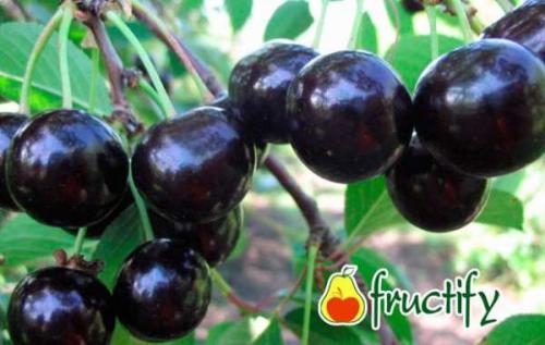 Как отличить зрелые фрукты сорта вишни Студенческая от незрелых. Выбираем 5 лучших сортов с ранним плодоношением