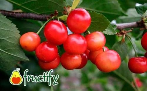 Как отличить зрелые фрукты сорта вишни Студенческая от незрелых. Выбираем 5 лучших сортов с ранним плодоношением