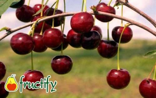 Как отличить зрелые фрукты сорта вишни Студенческая от незрелых. Выбираем 5 лучших сортов с ранним плодоношением