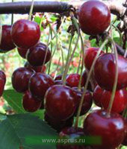 Какие достоинства и недостатки имеет сорт вишни Студенческая. Гирлянда