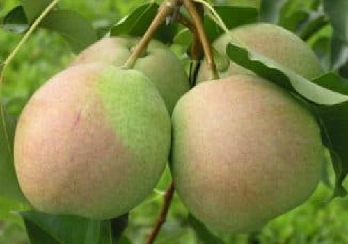Груша россошанская поздняя опылители: особенности сорта и способы выращивания 01 Груша россошанская поздняя опылители: особенности сорта и способы выращивания 01