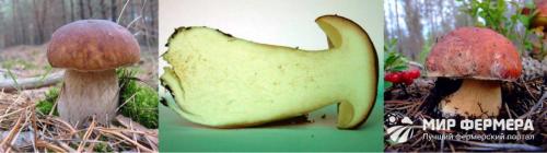 Как определить качество белых грибов. Как отличить белый гриб