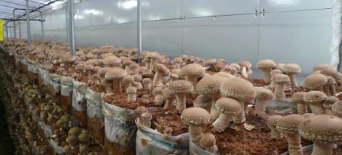 Какие инвестиции необходимы для запуска бизнеса по выращиванию белых грибов. Особенности выращивания грибов