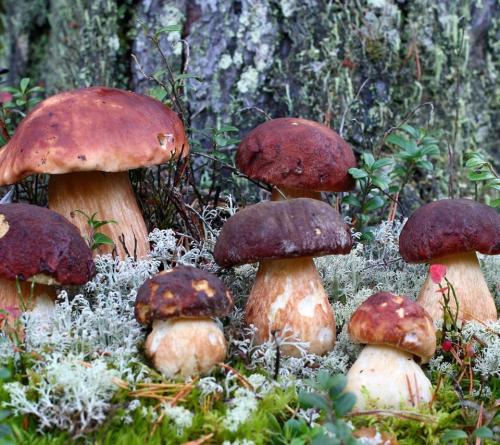 Какие виды белых грибов наиболее востребованы на рынке. Сколько стоят боровики?