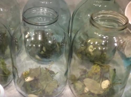 Зеленые помидоры по-армянски на зиму без стерилизации. Зелёные помидоры на зиму — рецепты с фото «пальчики оближешь»