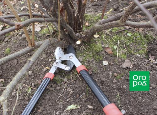 Пересаживание старых кустов смородины: возможно ли и как это сделать 05