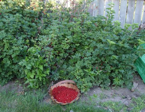 Как готовить почву для пересадки старых кустов смородины. Подготовка посадочной ямы