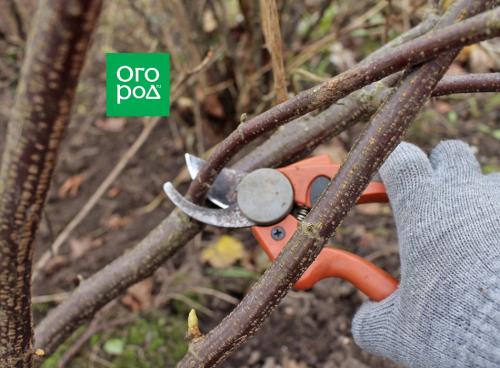 Пересаживание старых кустов смородины: возможно ли и как это сделать 09