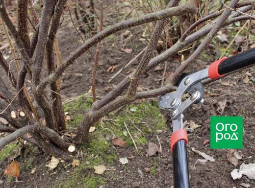 Пересаживание старых кустов смородины: возможно ли и как это сделать 08