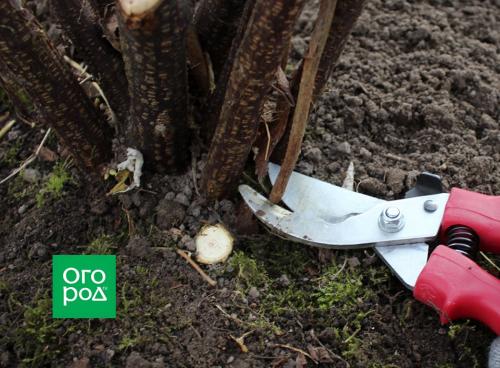 Пересаживание старых кустов смородины: возможно ли и как это сделать 11