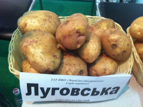 Какие сорта картофеля наиболее рекомендуются для выращивания в определённых климатических условиях. Ранние сорта картошки для средней полосы россии описание