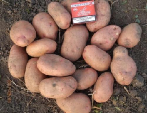 Ранние и ультраранние сорта картофеля: отличия и особенности 11
