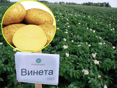 Какие отличия есть между ранней и ультраранной картошкой. Лучшие ультраранние сорта