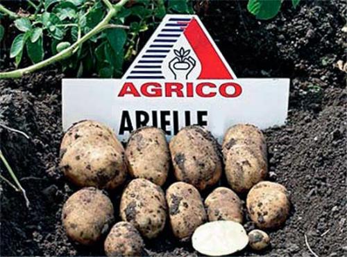 Какие отличия есть между ранней и ультраранной картошкой. Лучшие ультраранние сорта