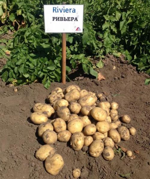 Какие отличия есть между ранней и ультраранной картошкой. Лучшие ультраранние сорта