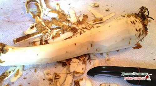 Хреновая закуска из помидор с хреном и чесноком на зиму. Хреновина на зиму: 7 рецептов, чтобы не закисла